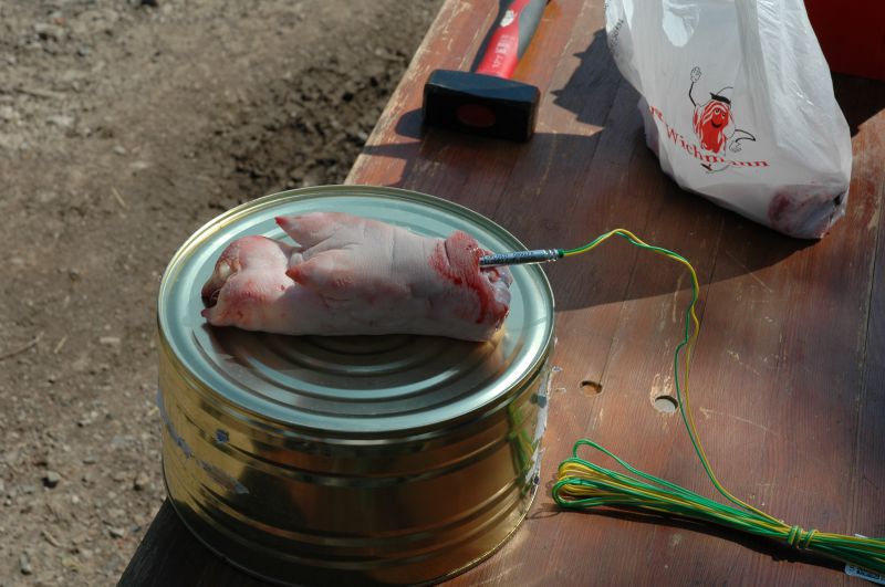 praeparieren-einer-schweinepfote