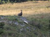 Bild-92