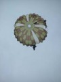 Bild-65