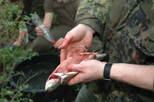 fische
