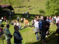Einige Bergkuehe mischten sich