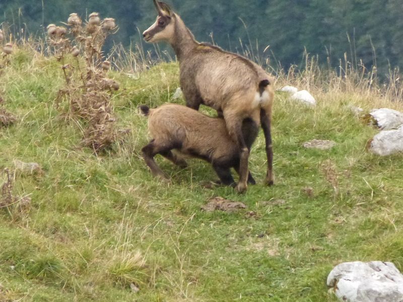 gemsenschnappschuss-im-soinkessel