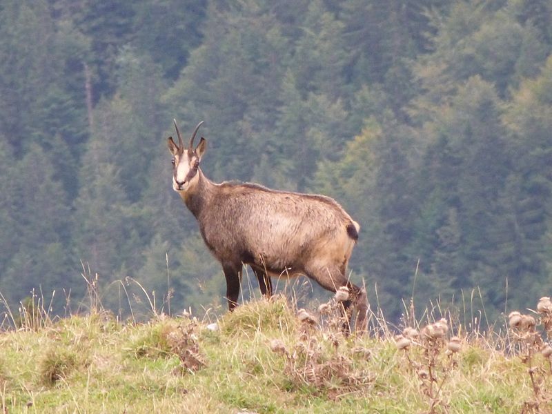 gemsenschnappschuss-im-soinkessel